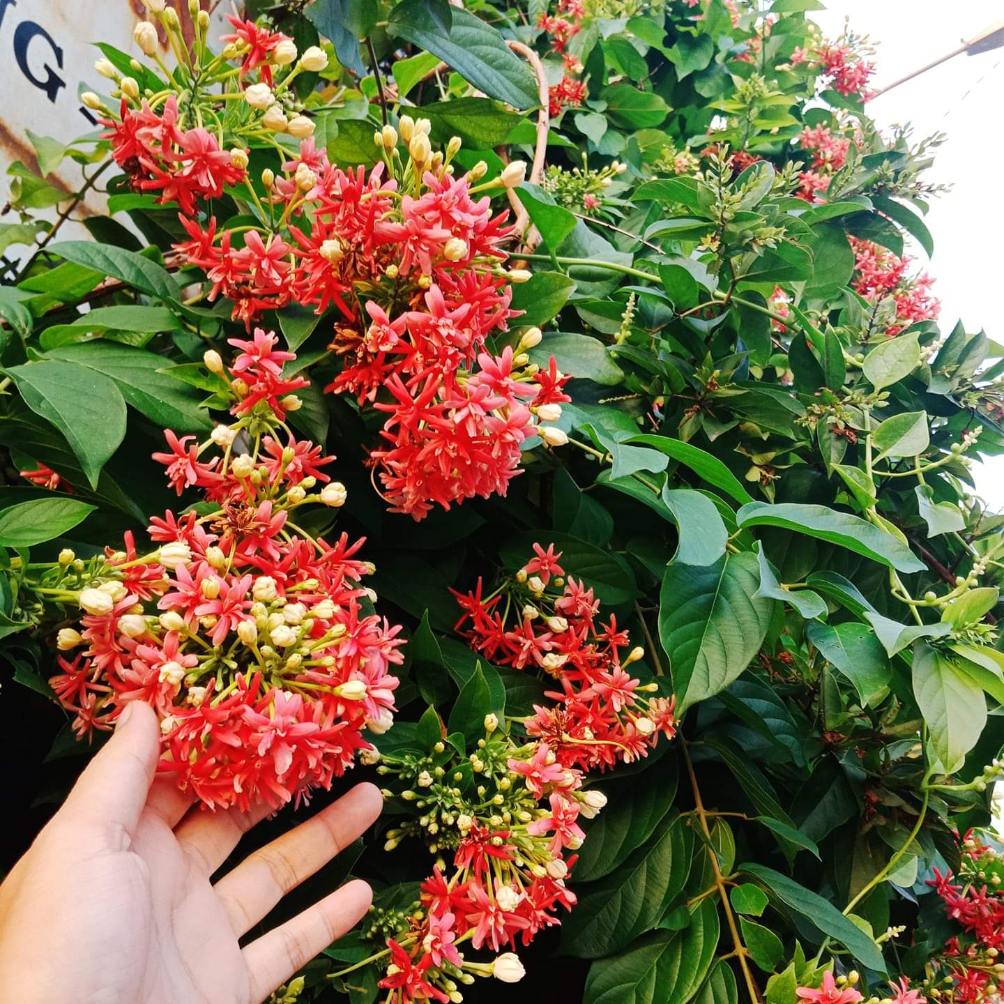 chậu hoa leo sử quân tử thơm ngọt mật ong