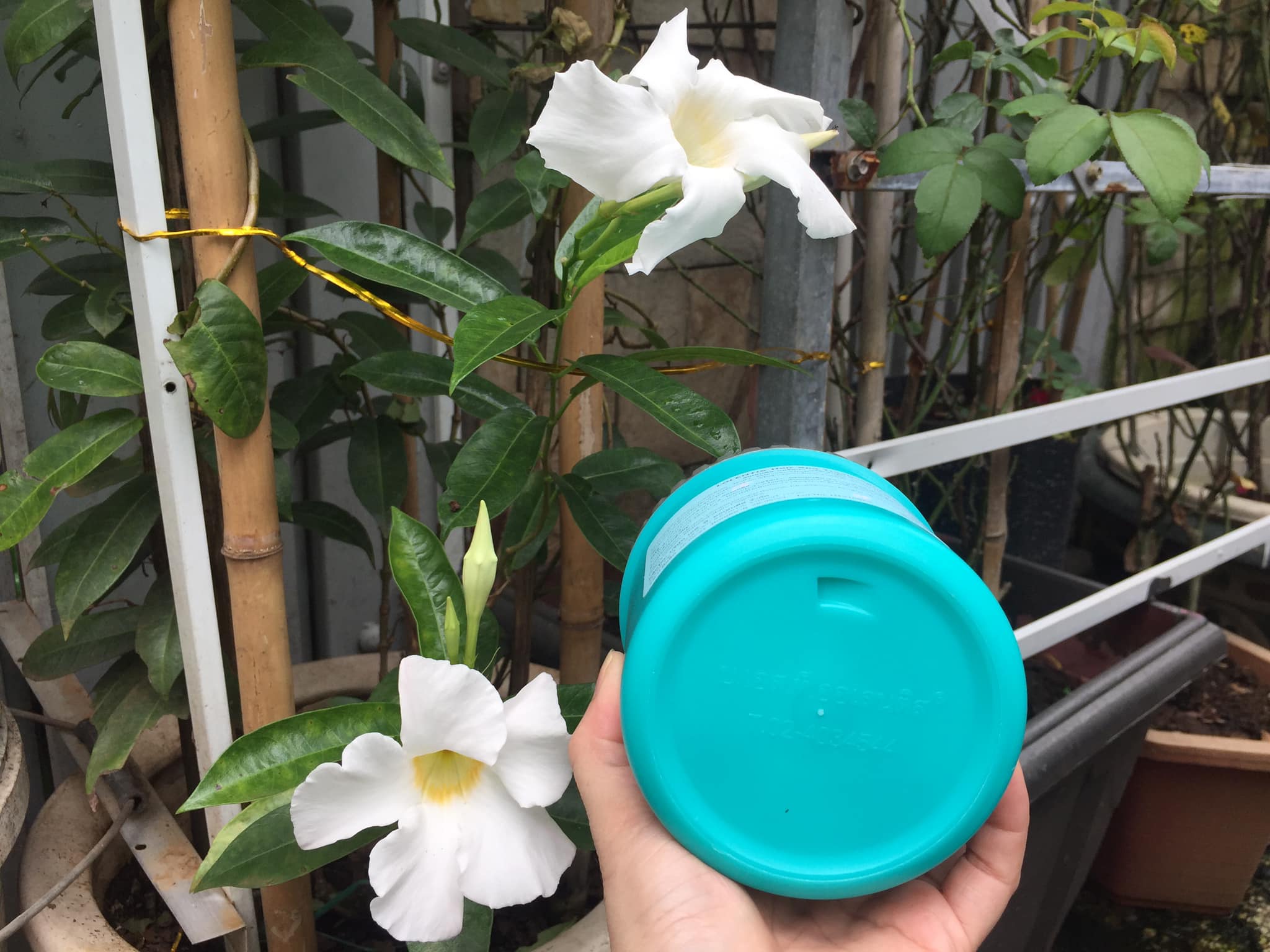 Dầu hấp tóc Spa Lolentis Thái Lan 500ml