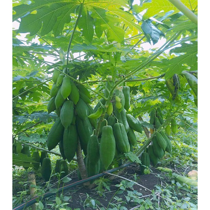 MJ293 Hạt giống Đu Đủ Lùn 5 Hạt