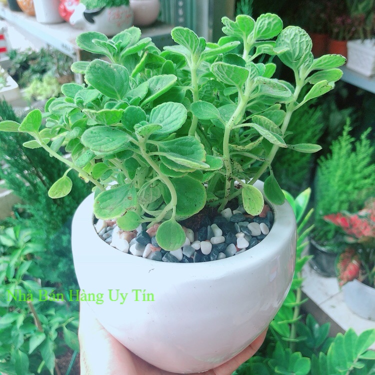 Chậu Cây Nhất Mạc Hương