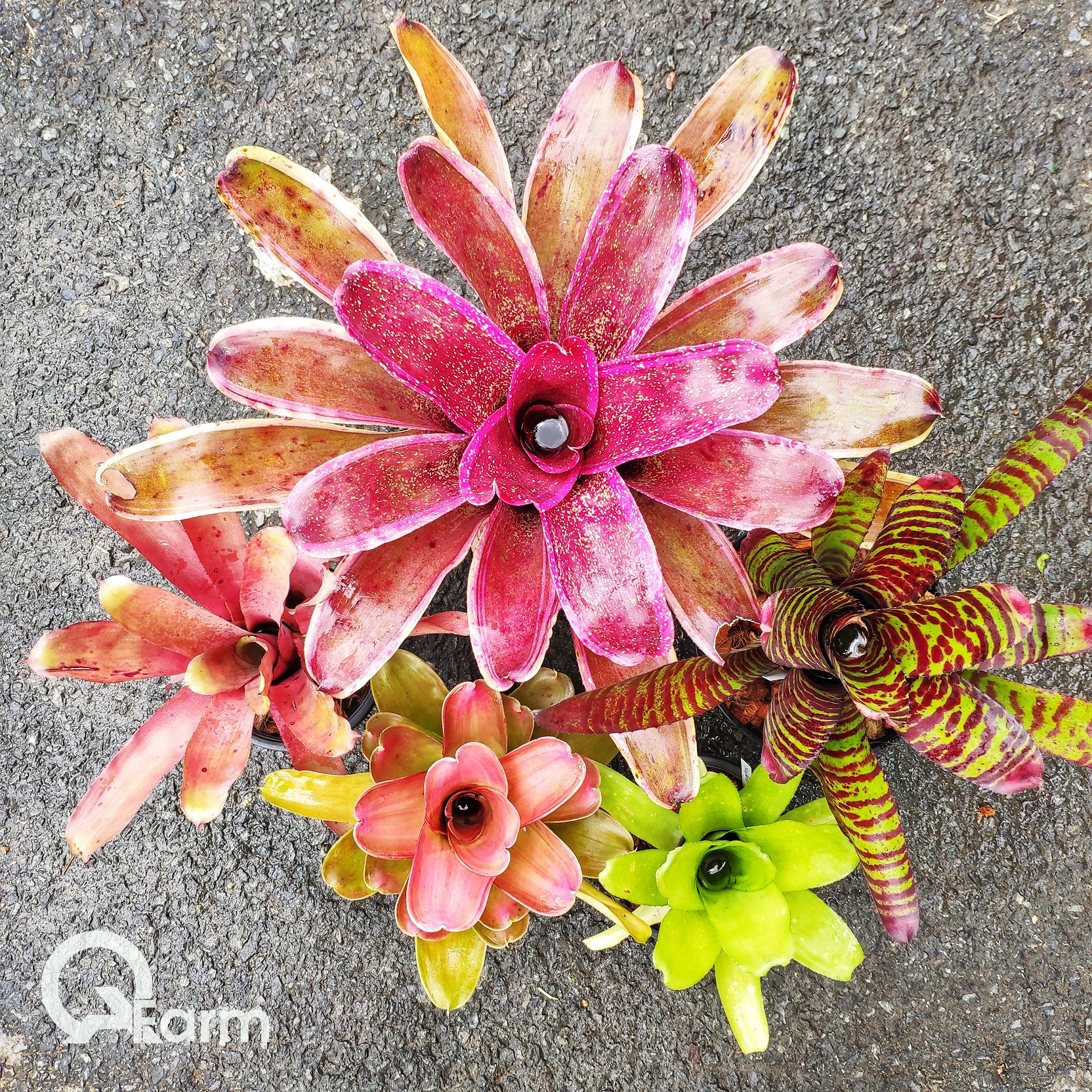 Dứa màu Nam Mỹ Neoregelia High Voltage