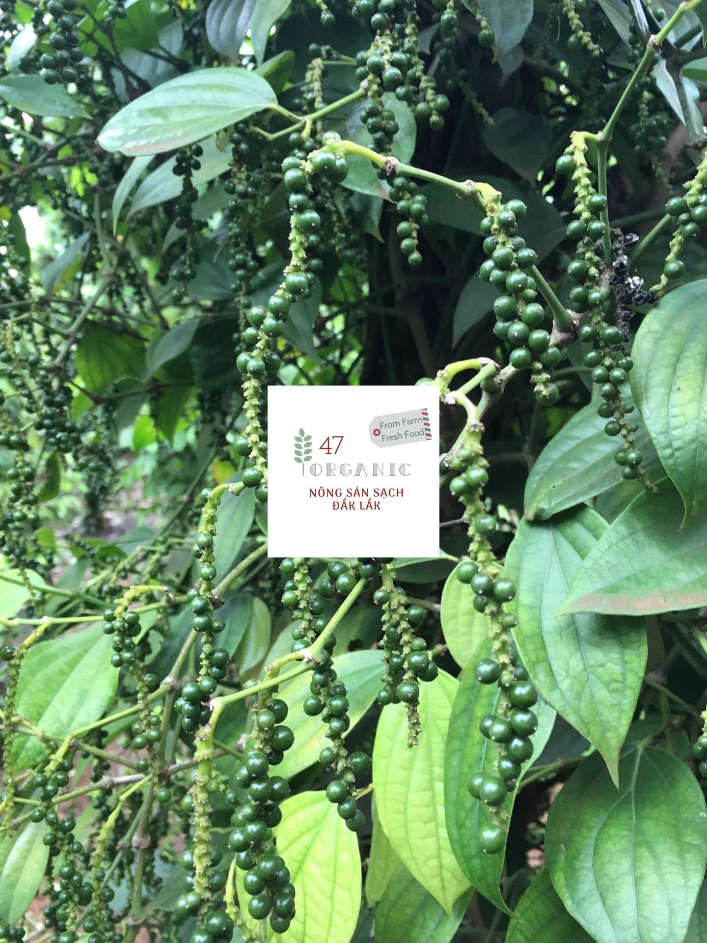 [HCM]100GR TIÊU ĐEN ĐẮK LẮK