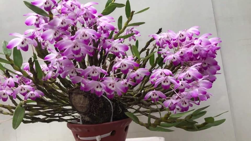 lan rừng đùi gà tròn bó 200g 55k(hàng đa thân đang xuống lá)