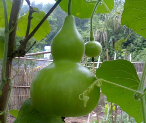 Hạt giống bầu hồ lô F1