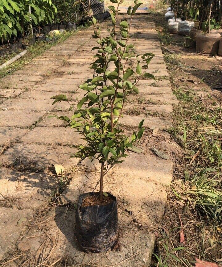 Nho thân gỗ tứ quý - Ra trái chỉ từ 2 năm