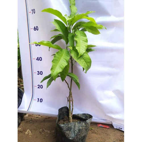CÂY NGỌC LAN VÀNG - NGỌC LAN HOA VÀNG
