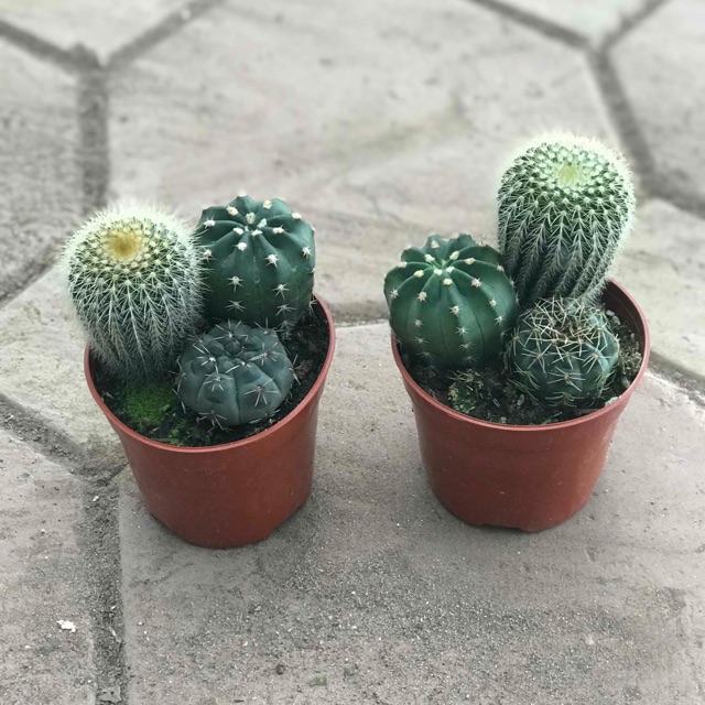 Combo 3 cây xương rồng ( gửi cây ngẫu nhiên khác nhau )
