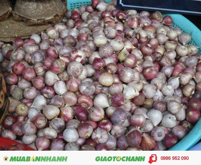 Combo 1kg Tỏi Cô Đơn Phan Rang loại làm Tỏi Đen