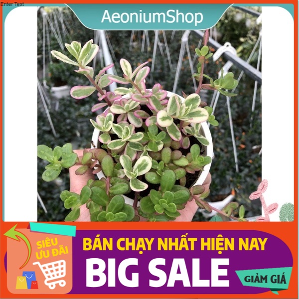 Cây Hoa Sam Thái, Hoa Mười Giờ Thái - ( PORTULACA OLERACEA ) 🍀