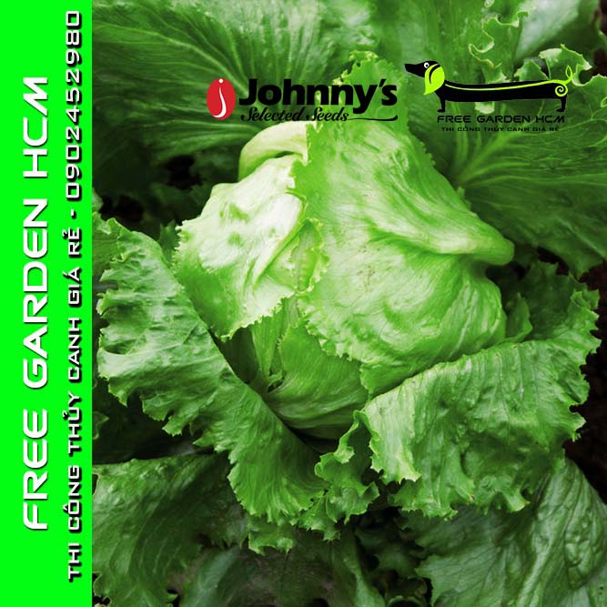 COMBO 200 HẠT GIỐNG XÀ LÁCH BỌC MEN CRISPINO – Johnny’s Seed – Mỹ