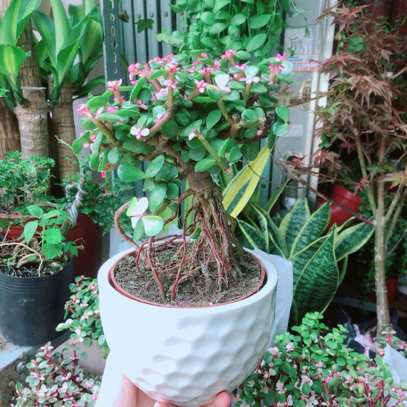 [HCM]Chậu Cây Cành Vàng Lá Ngọc