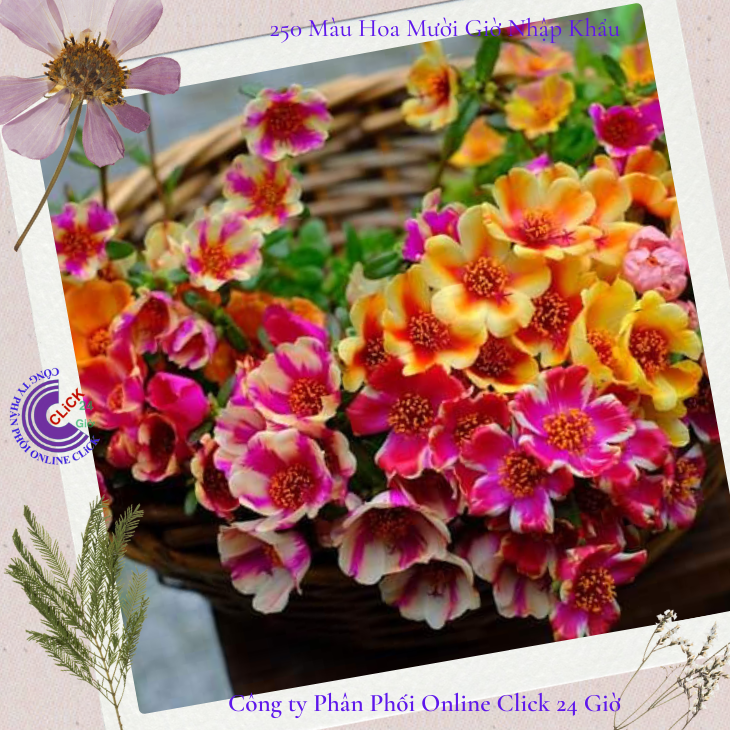 Cành giống hoa sam đơn màu 12 hoa mười giờ sam thái đẹp 0867777377