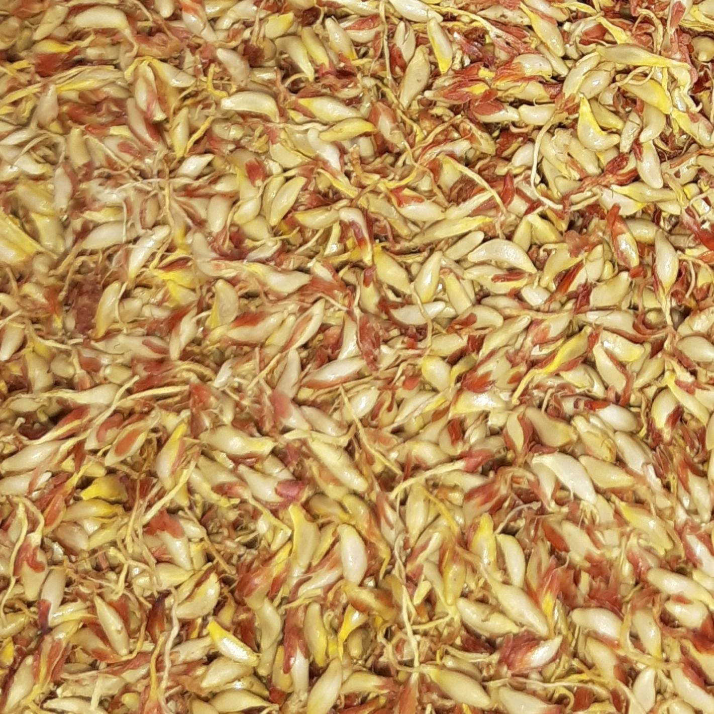 Hạt mác púp - hạt bông cỏ (1kg) kèm túi lọc