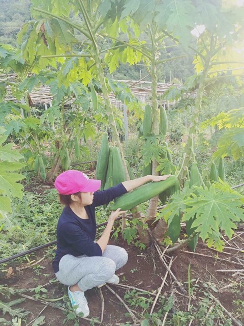 Hạt Giống Đu Đủ Siêu Dài