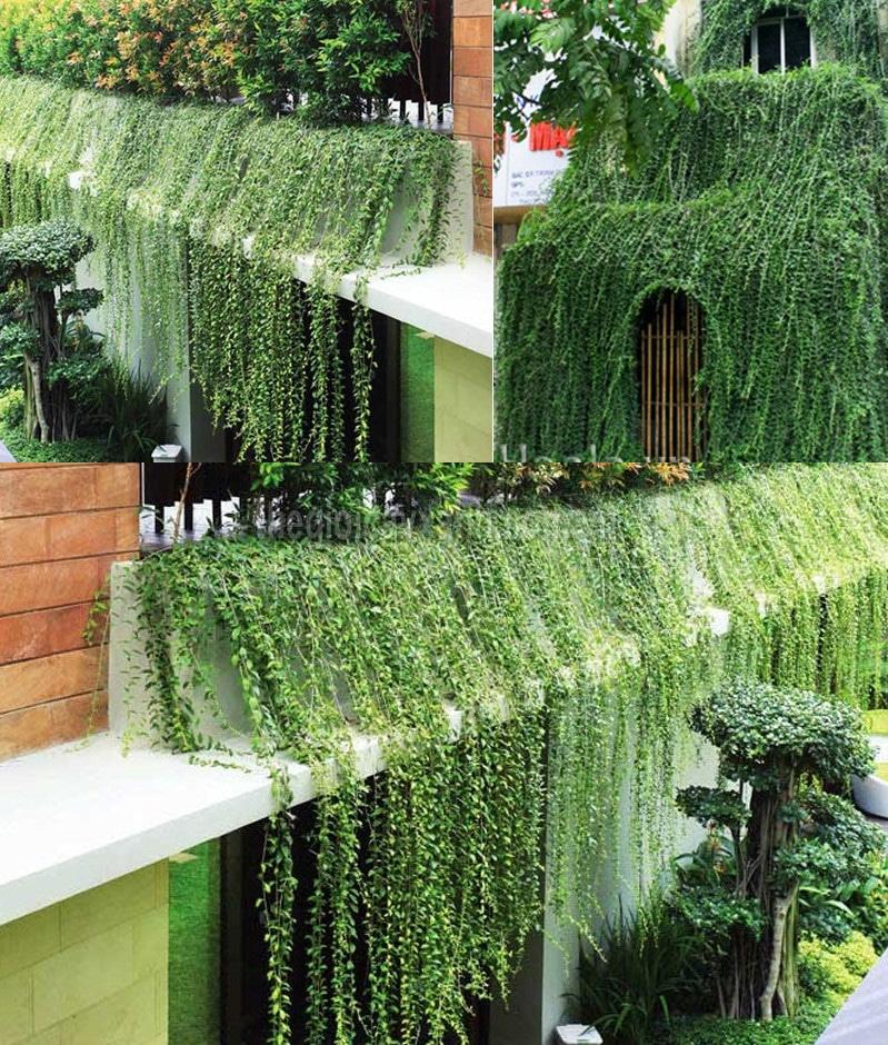 Cây cúc tần ấn độ cây dây leo che nắng cho ngôi nhà bạn.