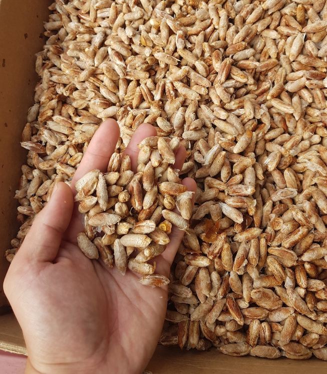 Hạt giống cây chà là Israel - 10 hạt/gói ( nảy mầm tốt )  - VTNN2