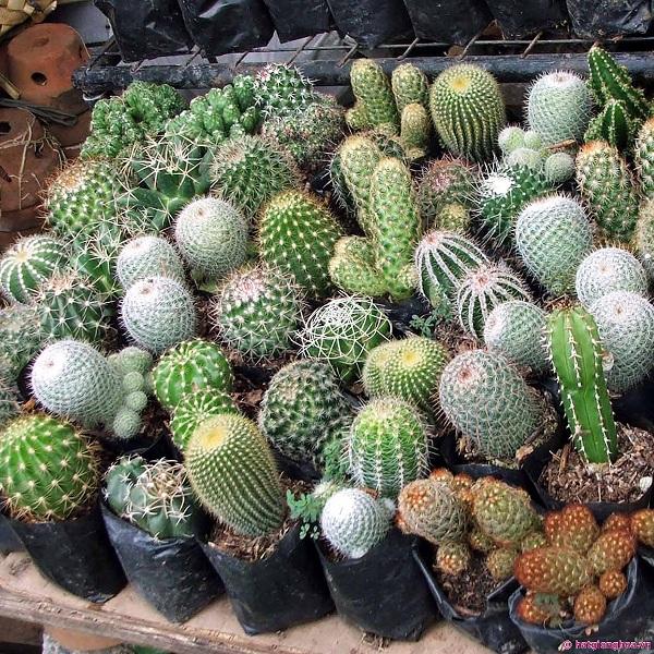 [5 packs] - Mini cactus seeds
