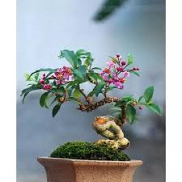 CÂY HỒNG NGỌC MAI CÂY LỚN