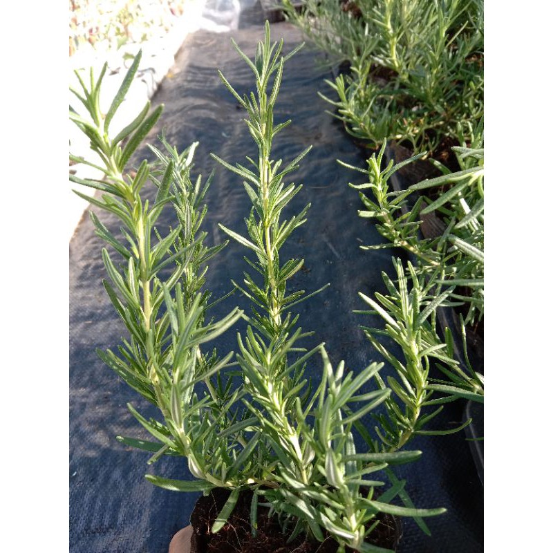 Cây Hương Thảo - Rosemary, cây hương liệu, gia vị Âu
