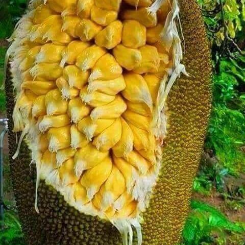 Cây Giống Mít Tố Nữ siêu trái