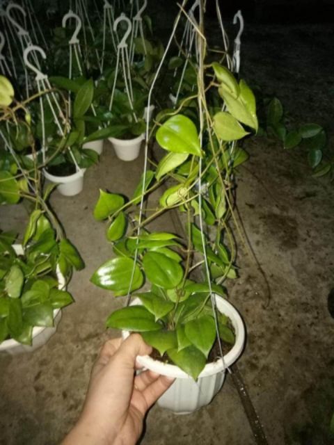 Lan cẩm cù chậu lớn sắp hoa đủ màu
