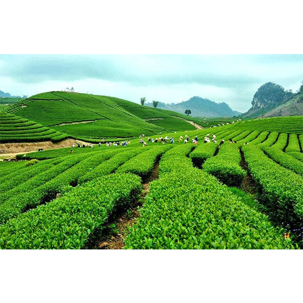 Bột trà xanh nguyên chất không pha tạp