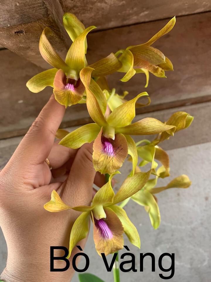 hoa lan nắng bò vàng
