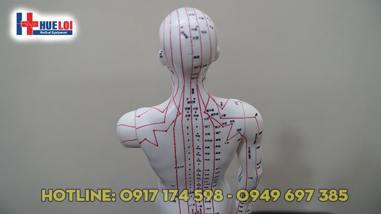 [HCM]Mô hình huyệt vị người nam