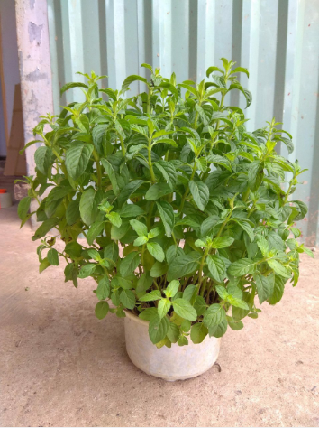 Gói Hạt Giống Cây Bạc Hà