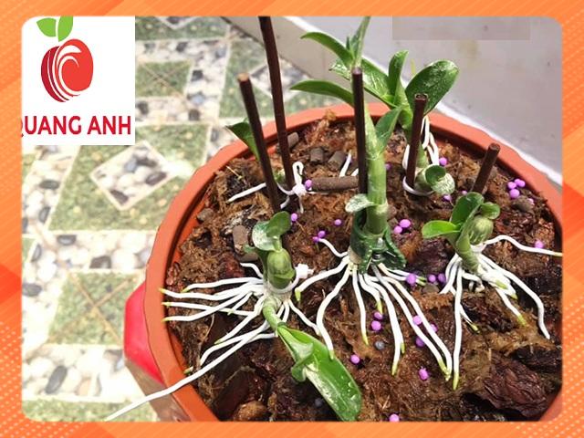 SIÊU KÍCH RỄ N3M 500GR