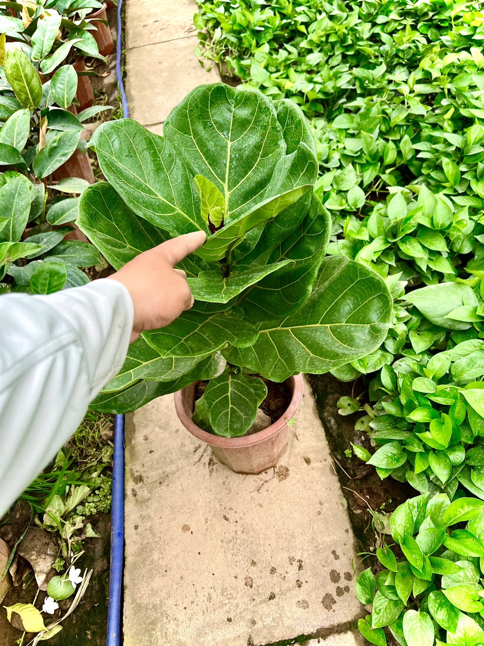 Cây bàng Singapore cao 1m (ảnh thật số 2)