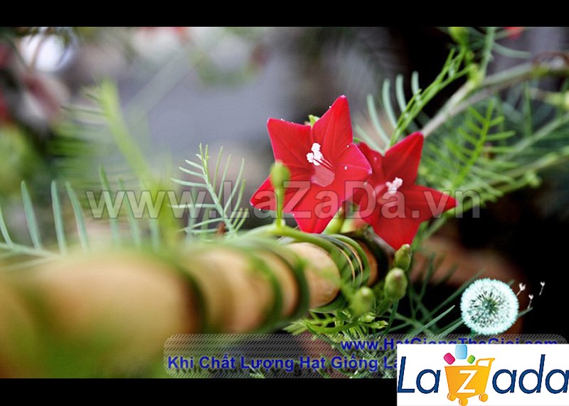 200.HẠT Hạt Giống Hoa Tóc Tiên Leo Đỏ (| -KD: B6*V52)