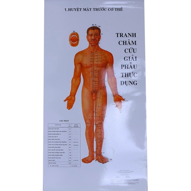 Tranh Châm Cứu 12 Tờ