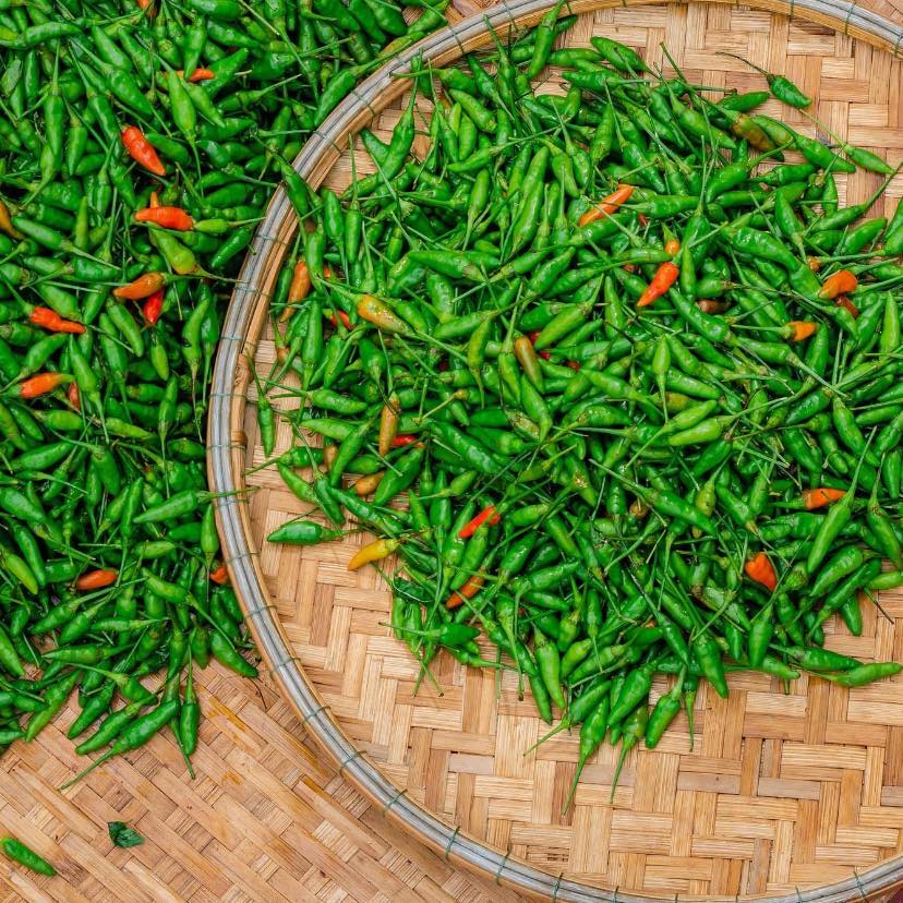 Hạt giống ớt thóc (ớt xiêm rừng) - 1 gói 30 hạt - VTNT1