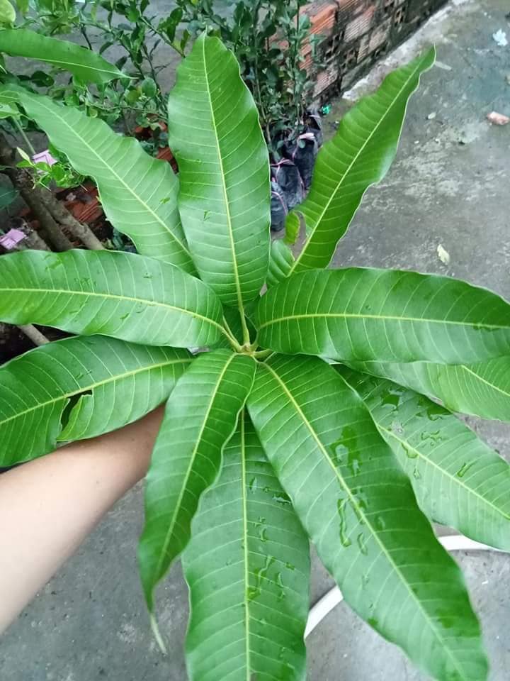 Cây giống xoài cát hòa lộc (trồng chậu siêu sớm )