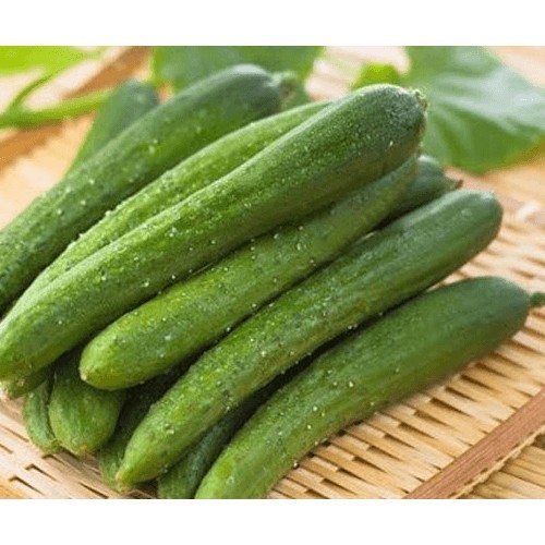 Hạt giống Dưa chuột nếp ta - ( Gói 10 hạt )