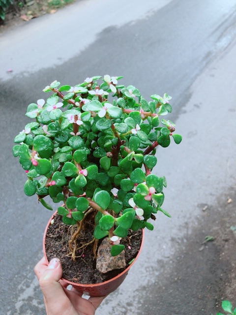 Cây Lá Ngọc Thân Cổ Thụ
