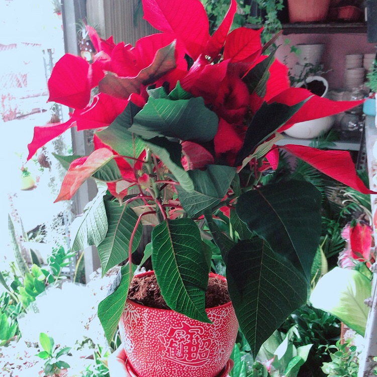 Chậu Cây Trạng Nguyên