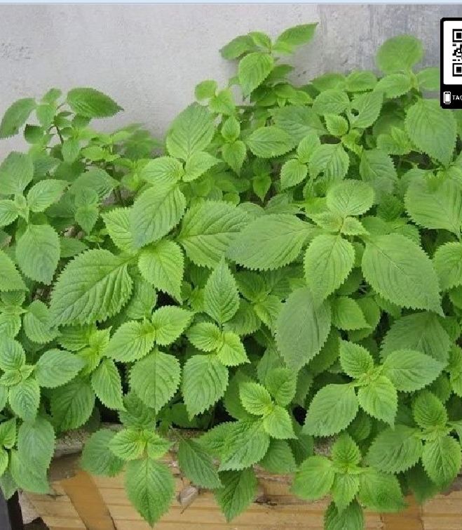 Hạt Giống Rau Kinh Giới - 2gram/gói - VTNN2