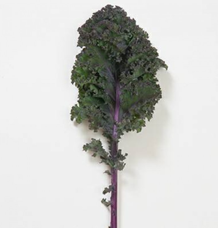 Hạt Giống Cải Xoăn Kale Tím (1gr)