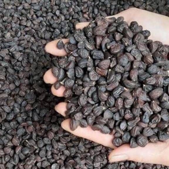 1kg hạt dổi nếp rừng