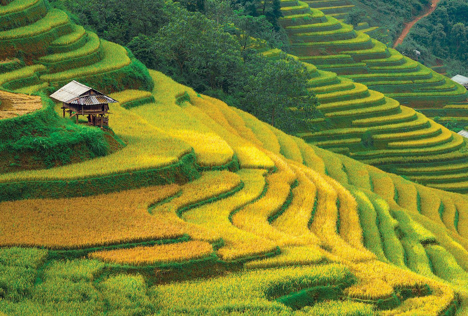 Ruộng bậc thang - Tranh xếp hình 2035-016