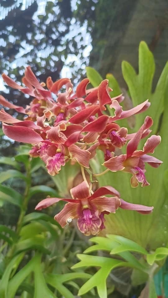 Hoa lan denro hổ mang cam