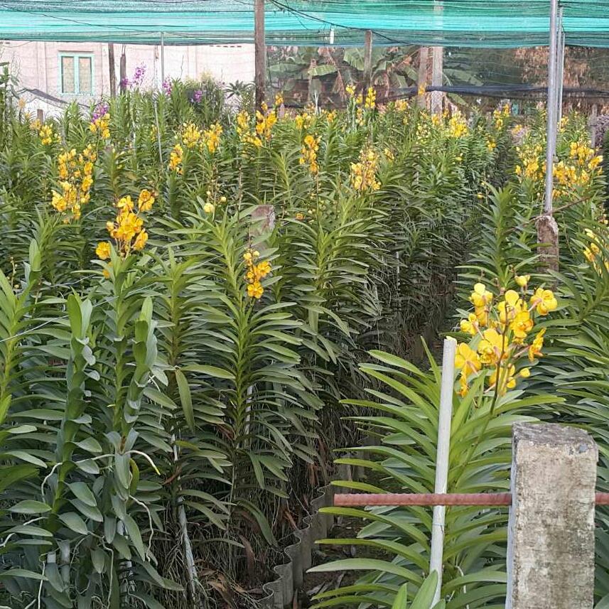 Lan mokara giống 1 thân đơn màu vàng
