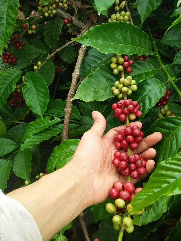 Cà Phê Nguyên Chất Rang Củi CULI ROBUSTA 250gr - hạt/bột
