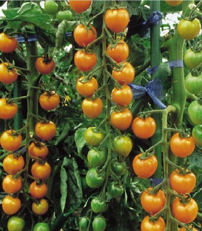 Hạt giống cà chua bi dây vàng cherry ( gói 30 hạt kèm gói kích thích hạt nảy mầm )