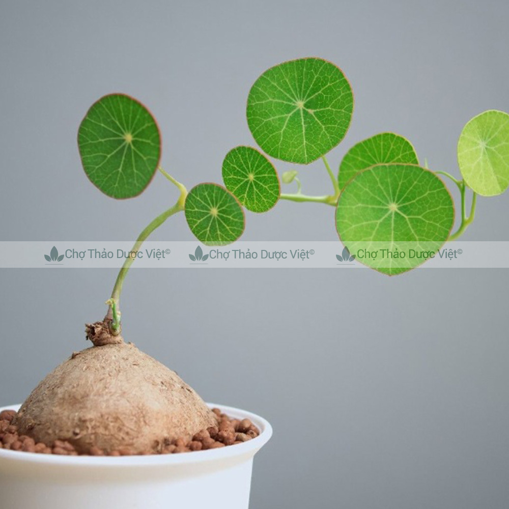 Củ bình vôi khô 500g, thái lát, sạch, thơm, giúp an thần, ngủ ngon, tốt cho hệ tiêu hóa, dạ dày