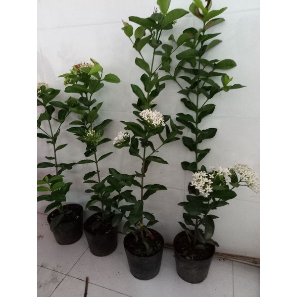 cây mẫu đơn trắng 1 cốt