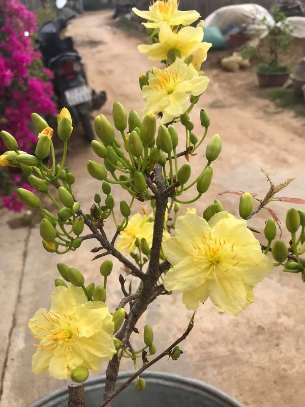 Mai Kem ( Cây Giống)