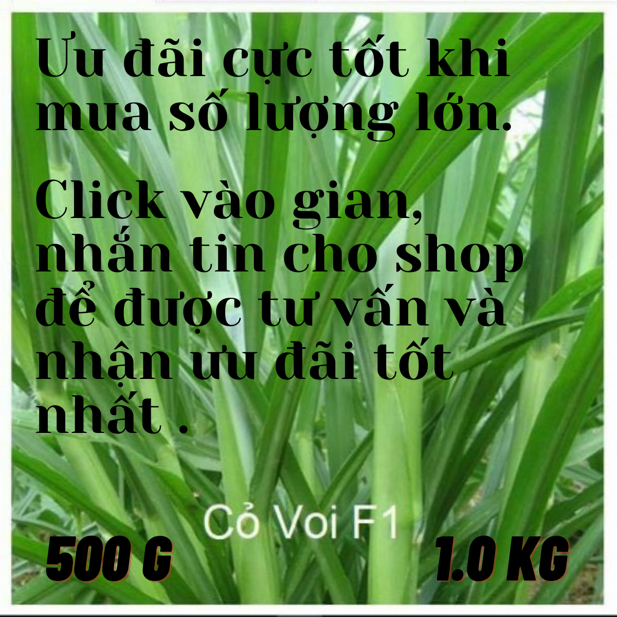 100g Hạt giống cỏ VOI LAI F1- cỏ chăn nuôi